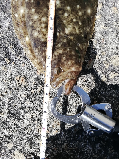 ヒラメとサヨリ