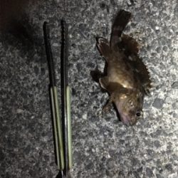 タチウオあか〜ん