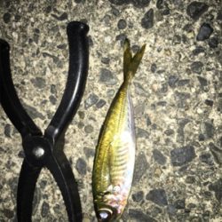 ナイトアジング