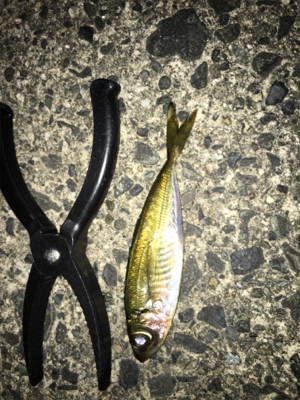 ナイトアジング