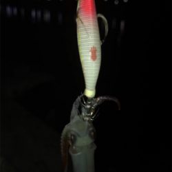 ヒイカ釣り(^.^)