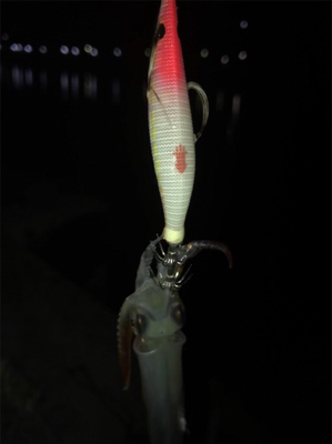 ヒイカ釣り(^.^)