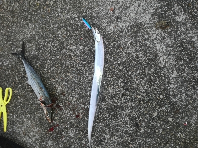 朝まずめサゴシ