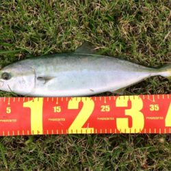 LSJigginger0610〜0730