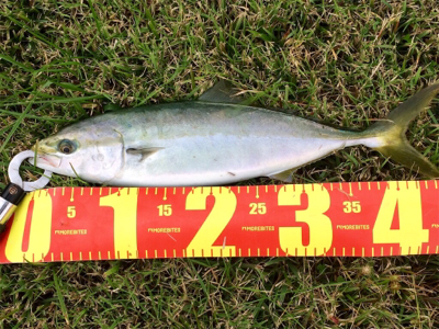 LSJigginger0610〜0730