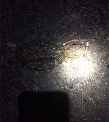 コウイカエギング