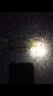 コウイカエギング