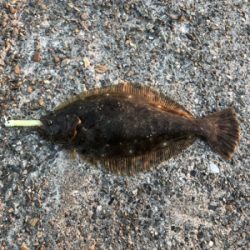 イカさん〜何処へ?