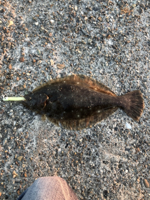 イカさん〜何処へ?