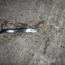 セットアッパー散る…