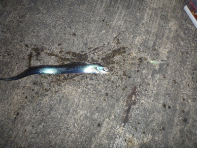 セットアッパー散る…