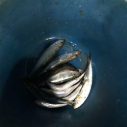 太刀魚  須磨沖  大潮