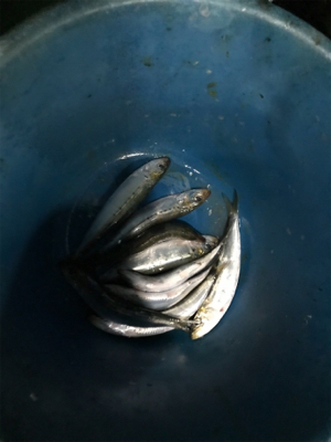 太刀魚  須磨沖  大潮