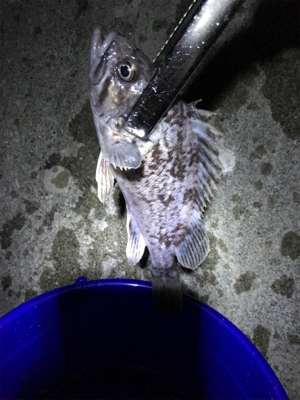 ロックフィッシュ