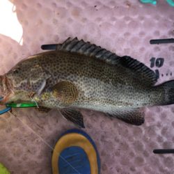 大漁！！根魚ジギング