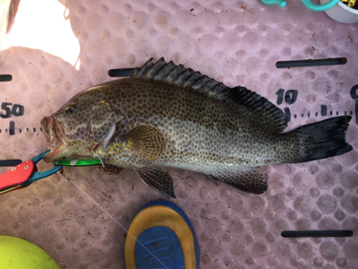 大漁！！根魚ジギング