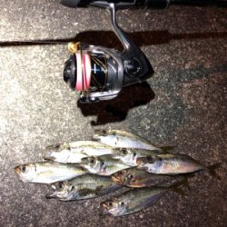 小アジ釣れています。
