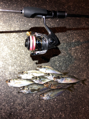 小アジ釣れています。