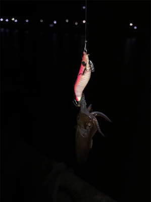 裏切らないヒイカ釣り(^^)