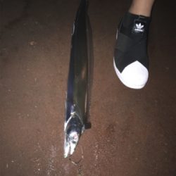 アナゴの方がおいしい！