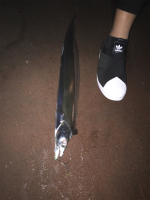 アナゴの方がおいしい！