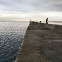 活性高いかも?ただしチビ