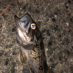 アジング、メバリング