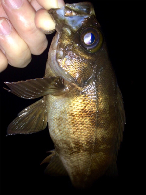 アジンガー1800〜1840