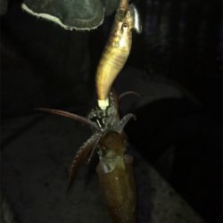 懲りずにヒイカ釣り(^。^)
