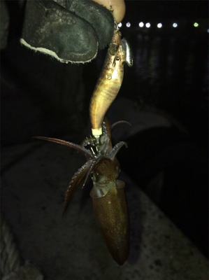 懲りずにヒイカ釣り(^。^)