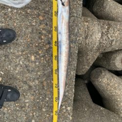 青物が釣りたくて！