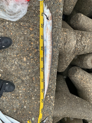 青物が釣りたくて！