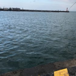 イワシ大漁 毎週