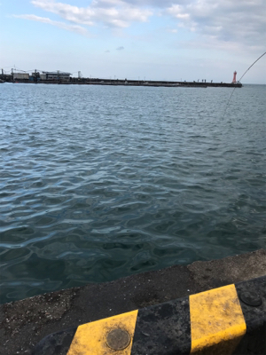 イワシ大漁 毎週