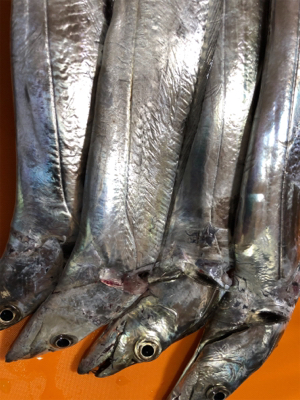 淀川にもタチウオきたきた。