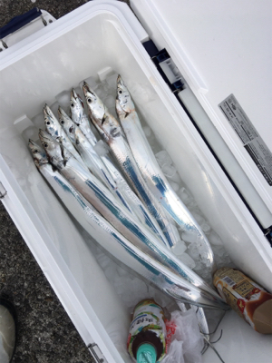 早朝ショアジギング