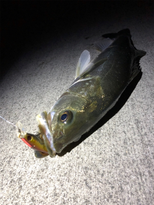 サッパパターン！