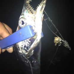 自作テンヤのテスト