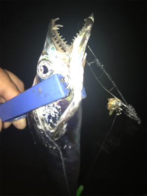 自作テンヤのテスト