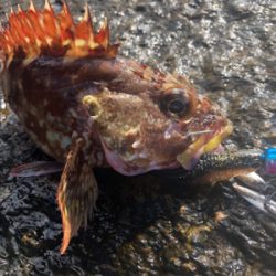 中之島、寺島ハードロック