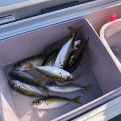 子供とアジ釣り&アオリ