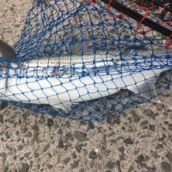 本命はどこにいるのやら