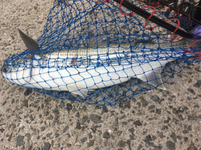 本命はどこにいるのやら