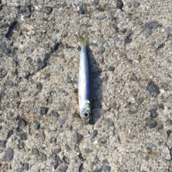 サビキ  コッパグレ  イワシ