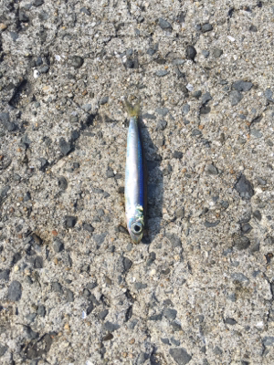 サビキ  コッパグレ  イワシ