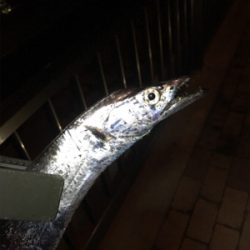 雨後のタチウオ