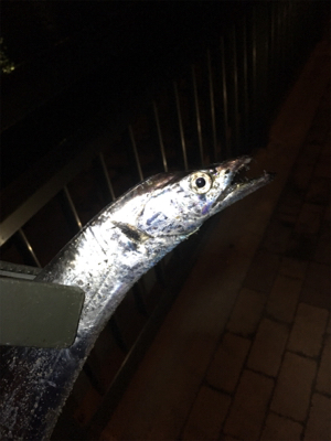 雨後のタチウオ