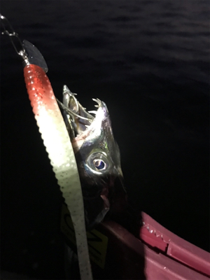 今日は、ワインドＤＡＹ