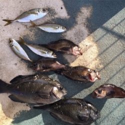 メバルやグレが良く釣れる