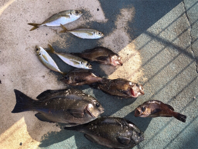 メバルやグレが良く釣れる